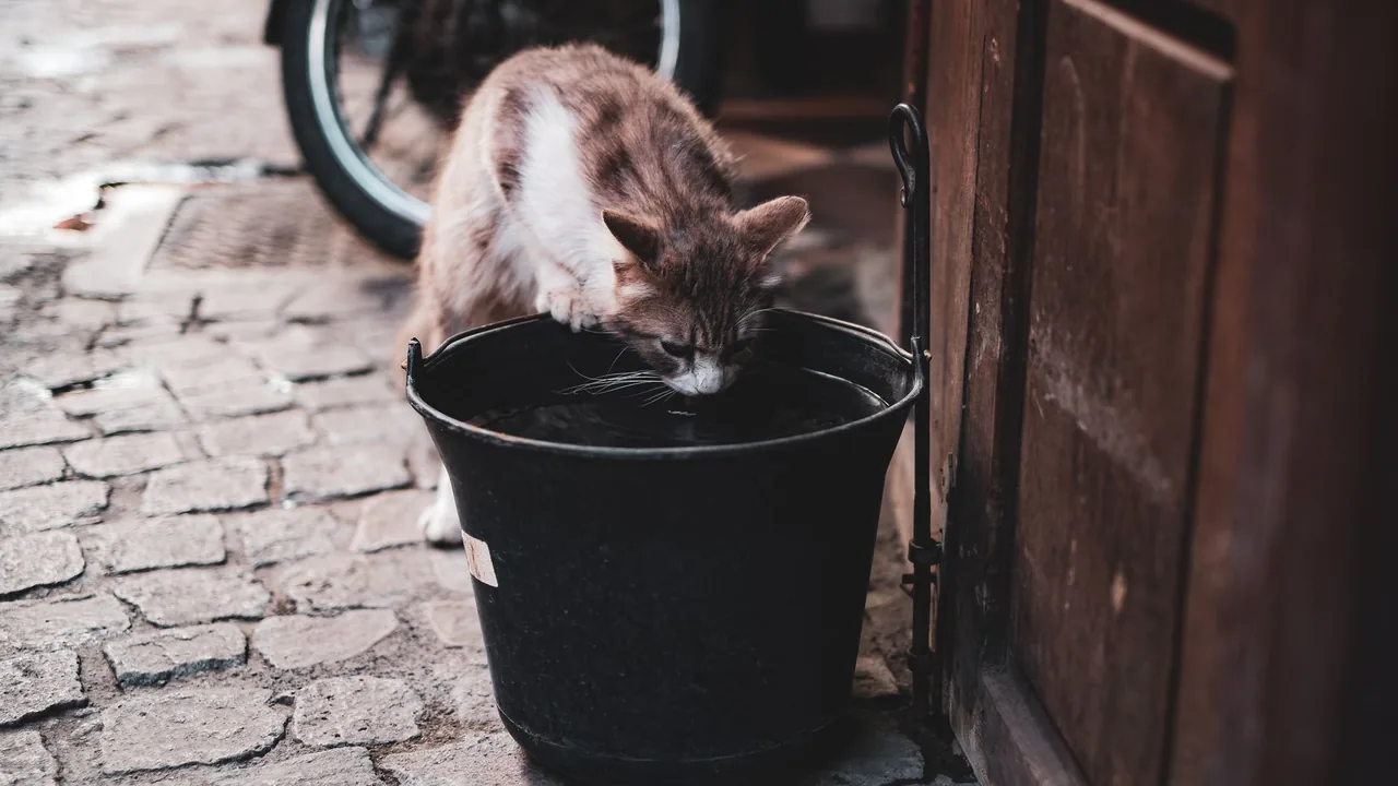 Cat on a dissolution diet for bladder stones - diet and hydration monitoring