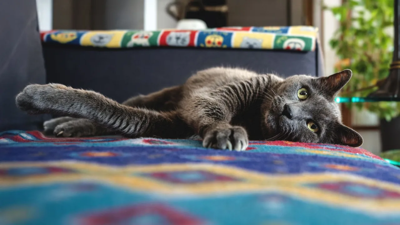 Track Cognitive Changes in Your Senior Cat