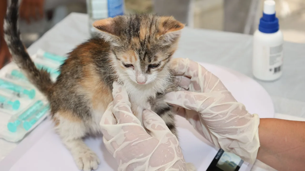 Free Senior Cat Bloodwork Tracker