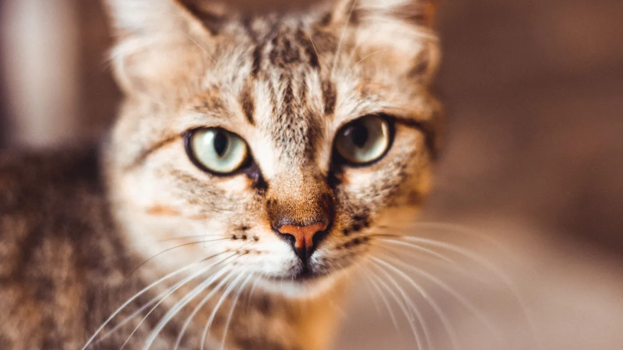 Cat Litter Box Habit Tracker