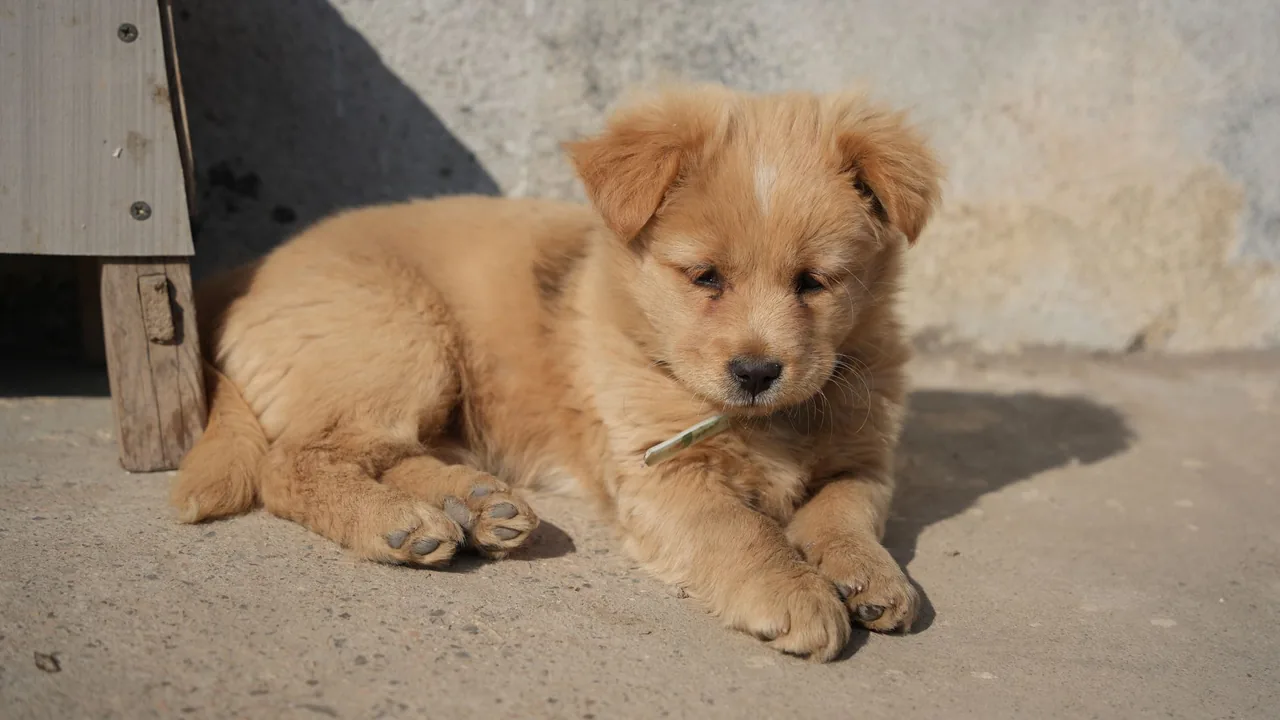 Newborn puppies - daily weight monitoring in the first weeks