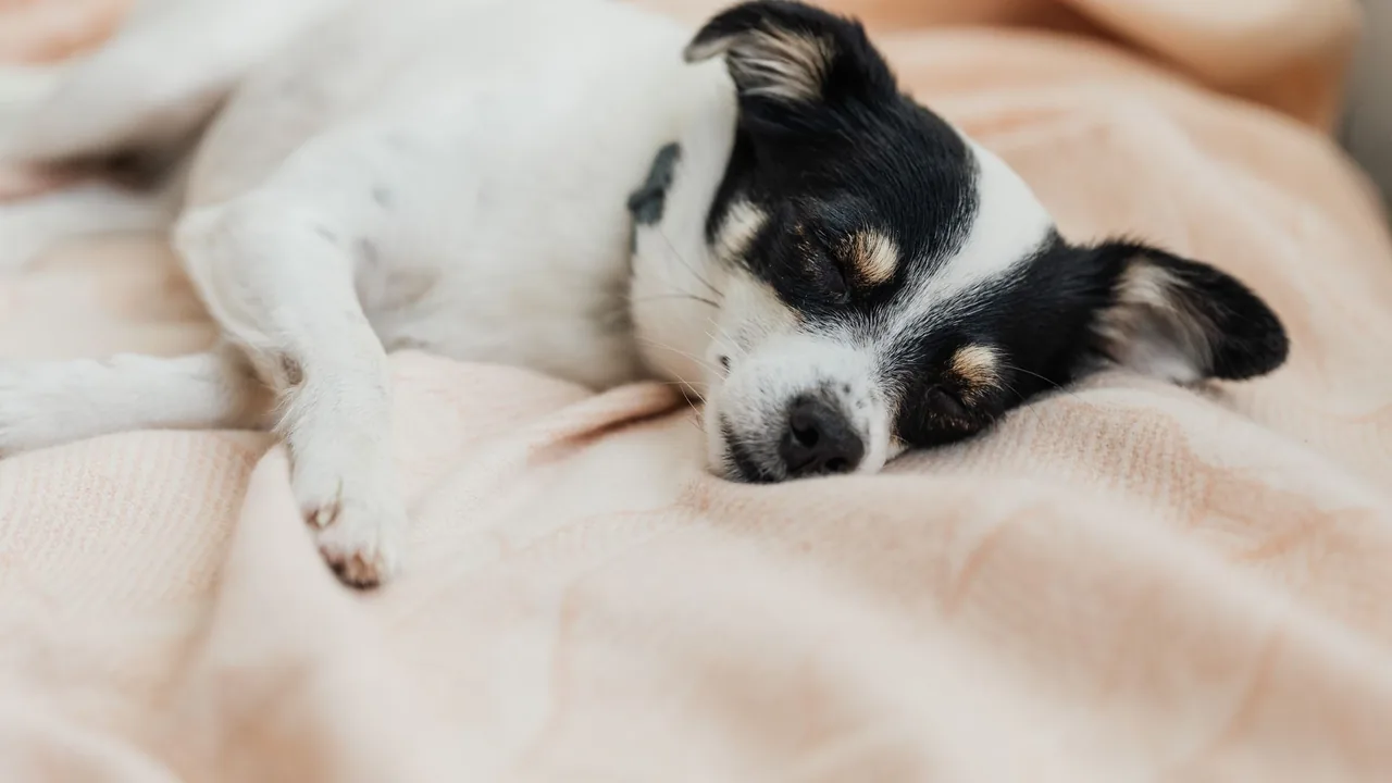 Dog sleeping calmly - counting resting respiratory rate at home