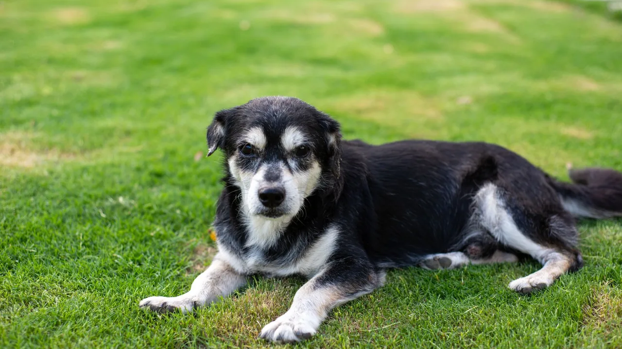 Free Cognitive Dysfunction Tracker for Senior Dogs