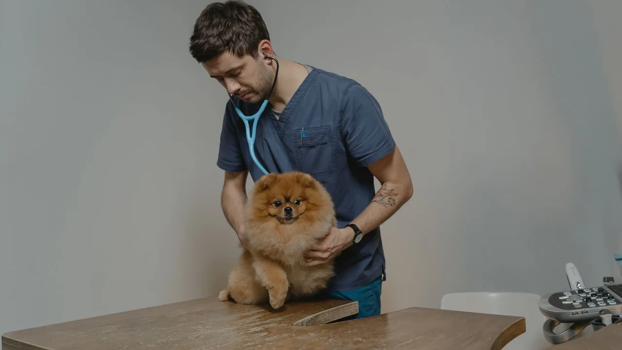 Pregnant dog health monitoring - temperature and weight tracking