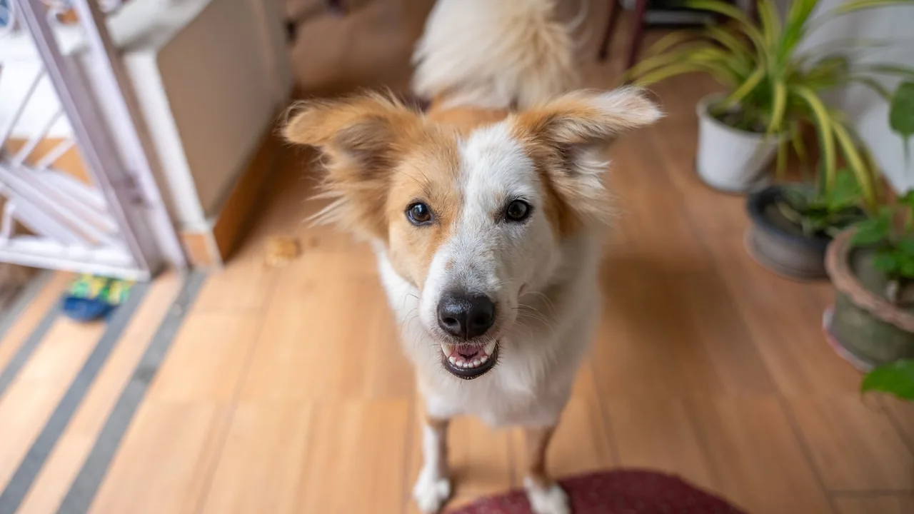 Dog Incision Healing Tracker