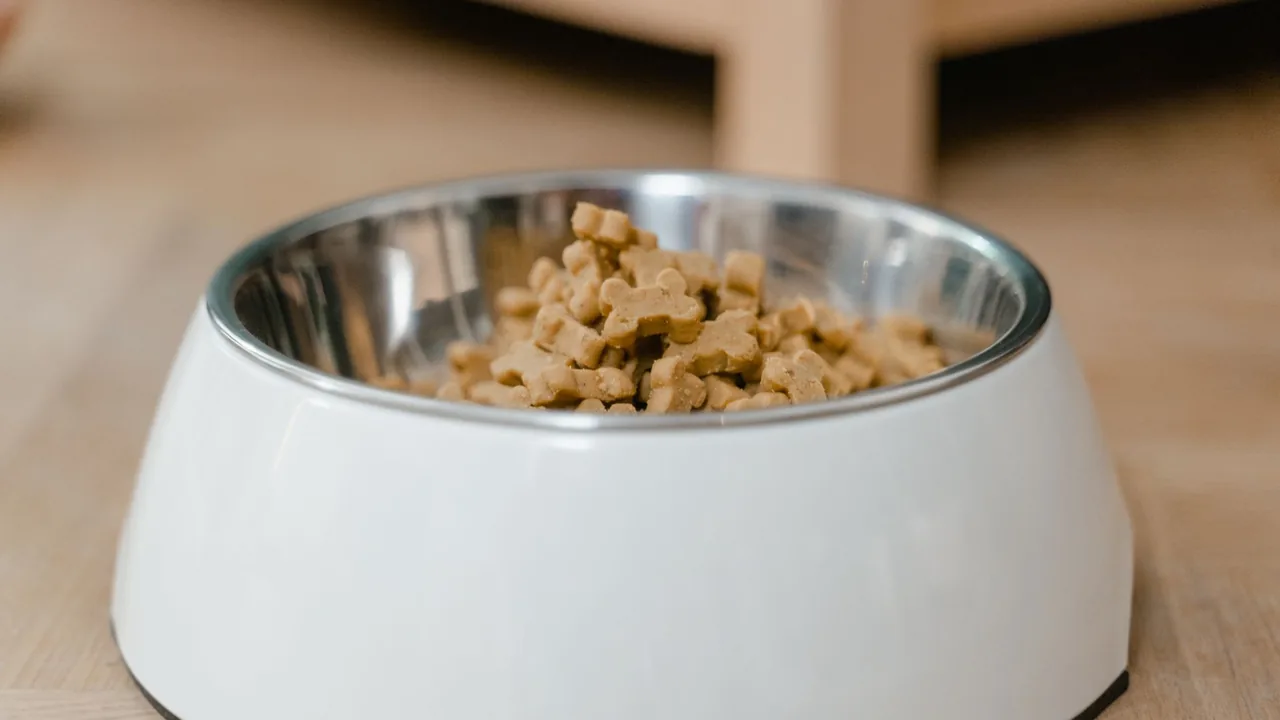 Dog Bland Diet Recovery Tracker